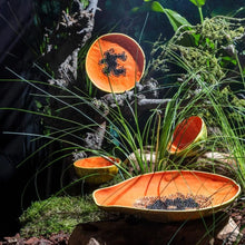 Load image into Gallery viewer, Bordallo Pinheiro Tropical Fruits Papaya Dessert Plate, Set of 4
