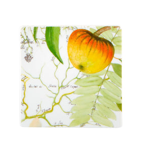 Vista Alegre Amazonia Coasters, Set of 4